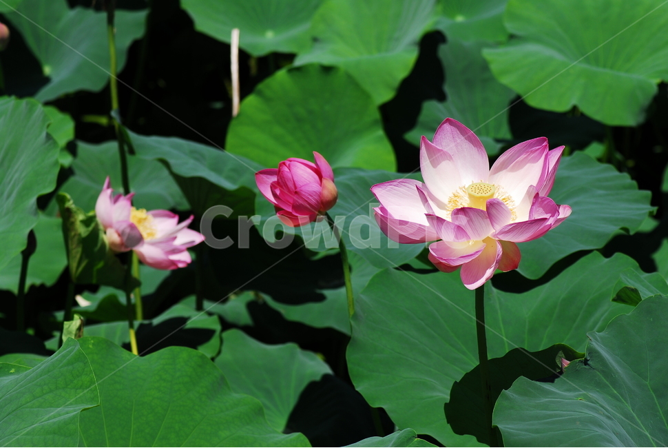 꽃,연꽃,궁남지,불교,여름,식물,자연,plants,nature,꽃,flower