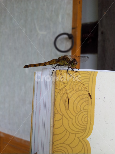 잠자리,여름,독서중,휴식,손님,동물,animal,곤충,벌레,insect,bug