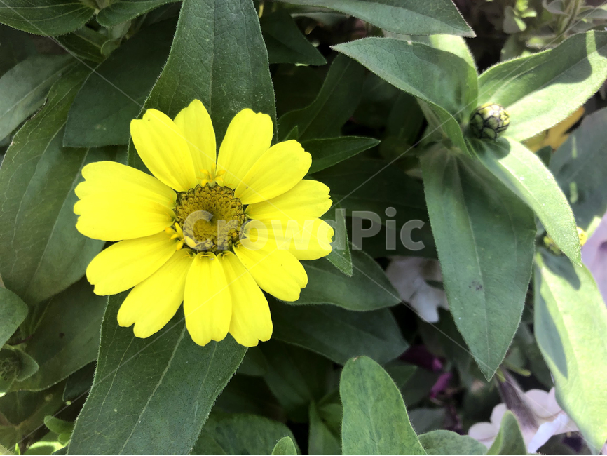plant,식물,flower,꽃,blossom,노란꽃