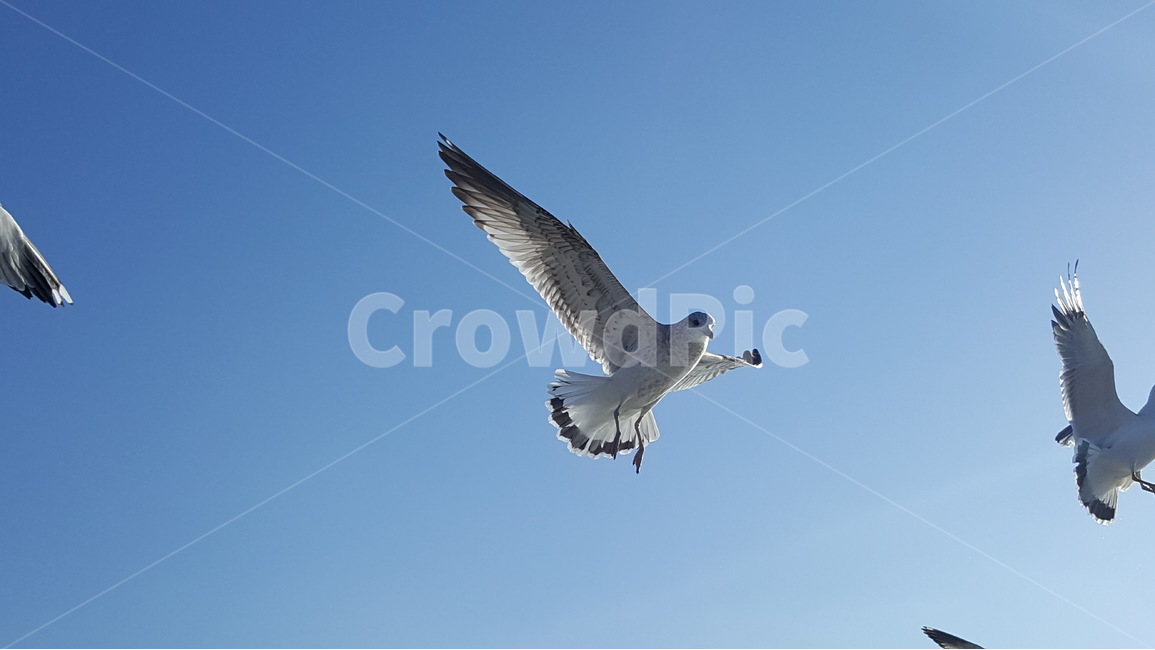갈매기,새,하늘,날개,비상,동물,조류,동물,animal,조류,새,birds