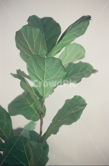 고무나무,떡갈고무나무,식물,plant,잎,필름사진,초록,green,vert