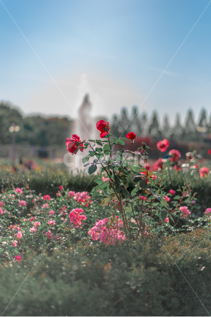 rose,장미,장미꽃,빨간장미,꽃,분홍장미,분수대,인천대공원,식물,자연,plants,nature,꽃,flower,감성,sensible,feeling