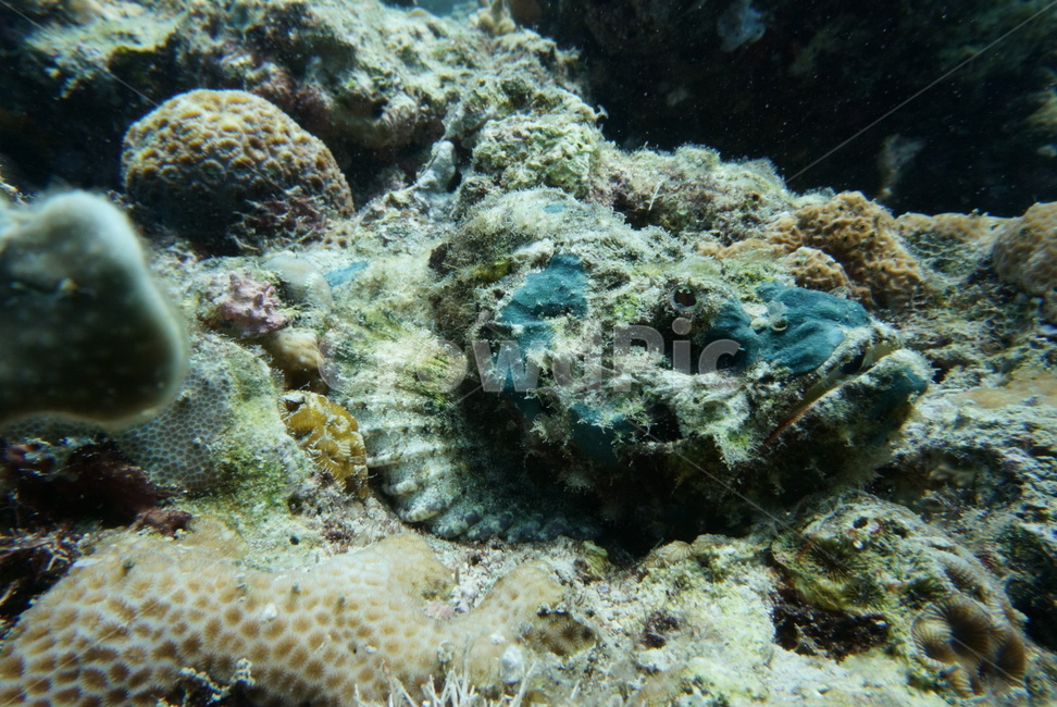 물고기,스톤피쉬,stonefish,fish,스쿠버다이빙,동물,animal,어류,물고기,fish