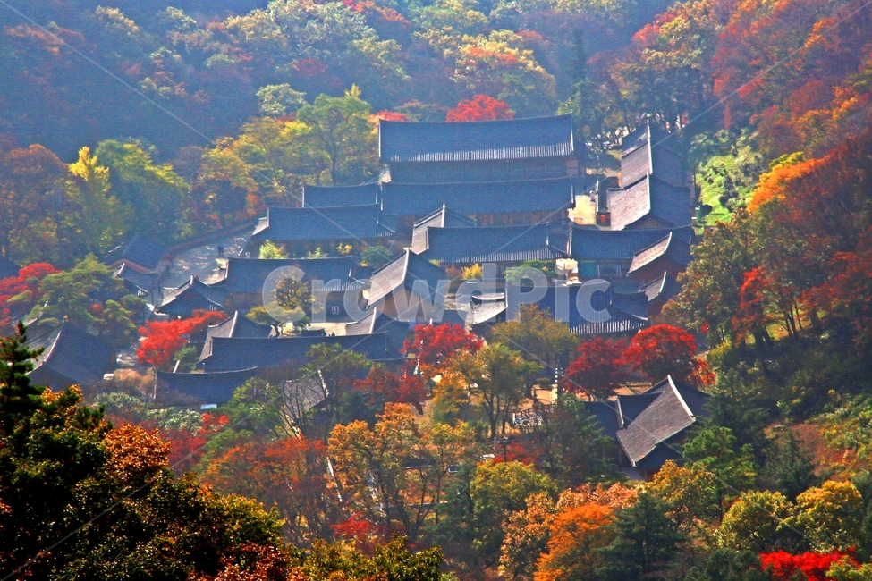 architecture,건축물,building,건물,shrine,신사,outdoors,옥외,scenery,풍경,nature,자연,landscape,경치,나무,plant,식물,leaf,잎,tree,maple,단풍,장성,백양사,백양사가을,가을,계절,추색,만추,백양사전경,가을,계절,fall,autumn,season