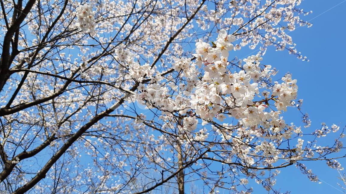 꽃,벚꽃,봄,봄날,공원,이쁨