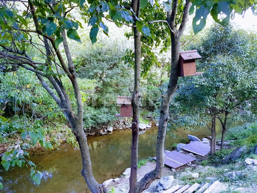 물가,냇가,풍경,나무,새집,식물,자연,plants,nature,나무,trees,wood