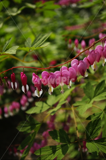 금낭화,꽃,flower,계절,봄,spring,식물,plant,자연,nature,식물,자연,plants,nature,꽃,flower