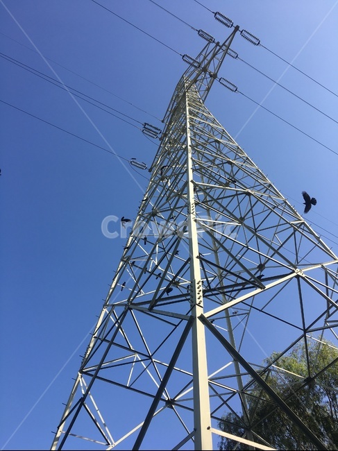 cable,케이블,powerlines,전력선,electrictransmissiontower,송전탑,까마귀,crow,동물,animal,조류,새,birds,에너지산업,energy industry