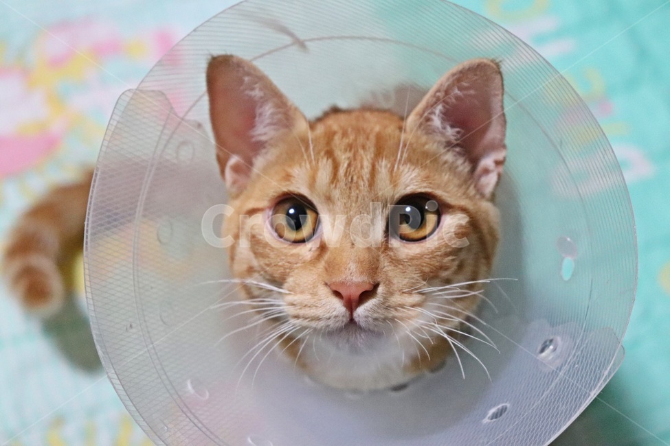 고양이,중성화,고양이중성화,동물병원,길고양이,치즈코숏,코숏,코리아숏헤어,고양이병원,중성화수술,cat,반려묘,반려동물,동물,animal,포유류,mammal,고양이,cat,kitten,kitty