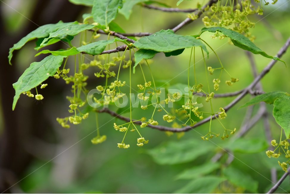 나래회나무,야생화,꽃,식물,자연,생태,플라워,flower,plants,nature,식물,자연,plants,nature