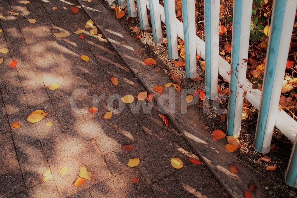 가을,단풍,낙엽,잎사귀,울타리,필름,감성,색감,엽서,가을,계절,fall,autumn,season,감성,sensible,feeling