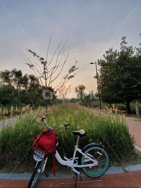 자전거,bike,bicycle,transportation,vehicle,바퀴,wheel,machine,노을,풍경,강아지풀,따릉이,자전거길