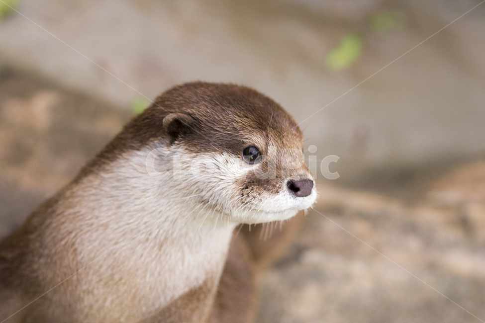 수달,귀여움,동물,동물원,호기심,자연,야생동물,동물,animal,포유류,mammal
