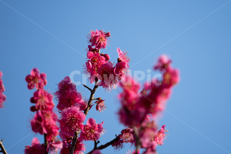 매화,분홍,꽃,하늘,봄,식물,자연,plants,nature,꽃,flower