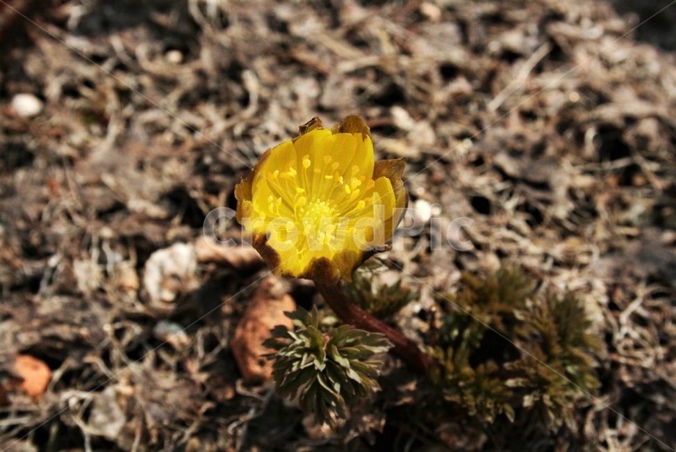 애기복수초,미나리아재빗과,야생화,봄꽃,여러해살이풀,식물,자연,plants,nature,꽃,flower