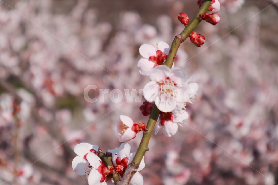 꽃,매화,홍매화,봄,봄꽃,blossom,식물,plant,flower