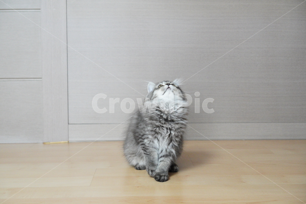 고양이,아기고양이,어린고양이,페르시안고양이,냥이,반려묘,동물,animal,포유류,mammal,고양이,cat,kitten,kitty