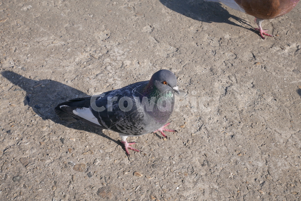 비둘기,조류,한강,그림자,동물,동물,animal,조류,새,birds