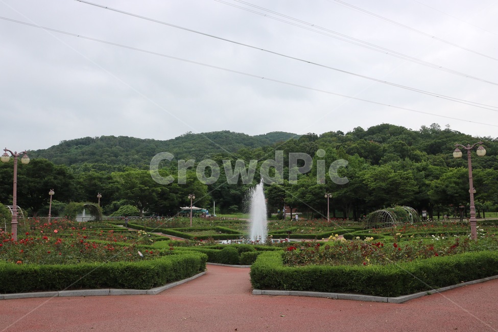 장미,공원,분수,산,하늘,자연,식물,rose,bara,park,kouen,mountain,yama,sky,sora,nature,plants,shokubutsu,자연,풍경,nature,landscape