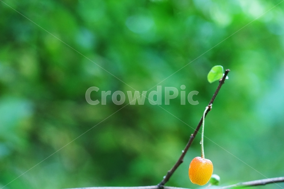 보리수열매,보리수나무,토종나무,나무,나무열매,주황색열매,식물,자연,plants,nature,과일,열매,fruit