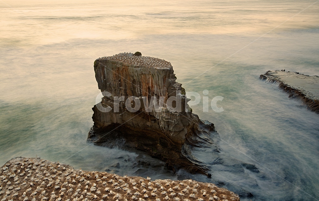 뉴질랜드,오클랜드,해변,무리와이,가넷,일몰,자연,풍경,nature,landscape