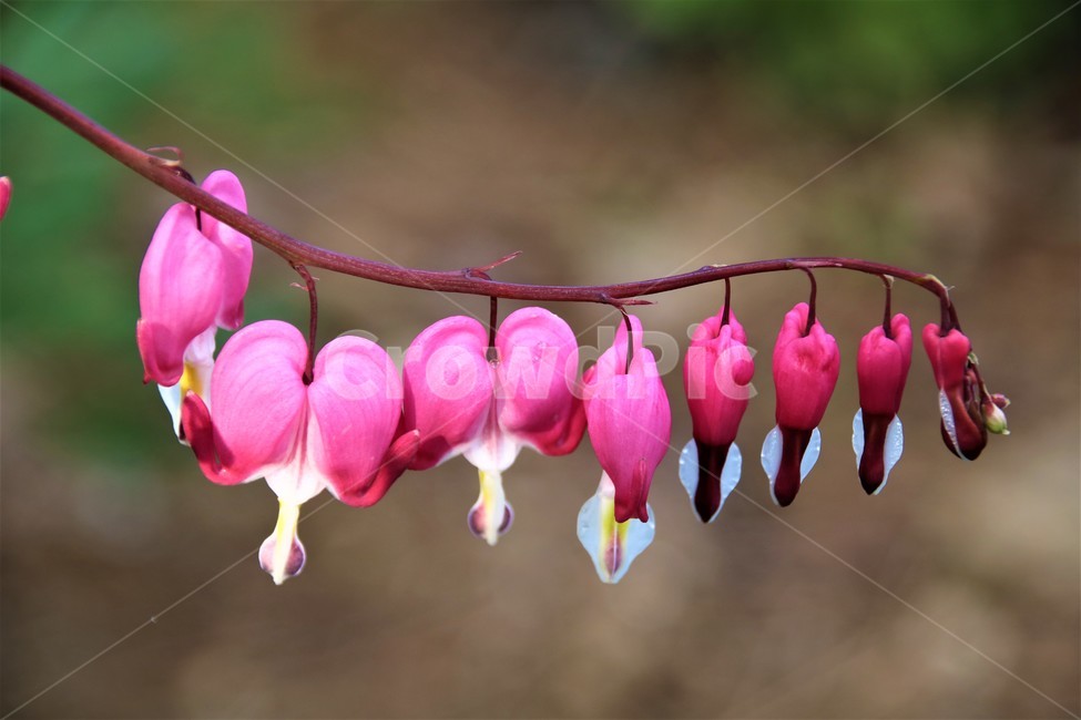 spring,spring flowers,pink,bleeding heart,spring scent