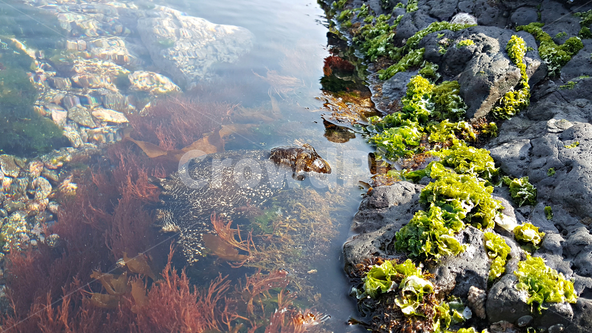 군소,nature,자연,outdoors,옥외,식재료,food
