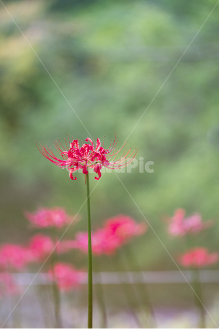 자연,꽃,감성,꽃무릇,상사화,식물,자연,plants,nature,꽃,flower