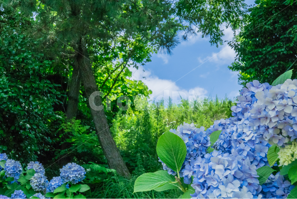 수국,푸른하늘,7월,hydrangea,bluesky,july,blueflowers,flowers,꽃,푸른꽃,여름,summer,7월꽃,julyflowers,summerflowers,여름꽃,풍경,자연,풍경,nature,landscape,식물,plants,꽃,flower,나무,trees,wood,plant