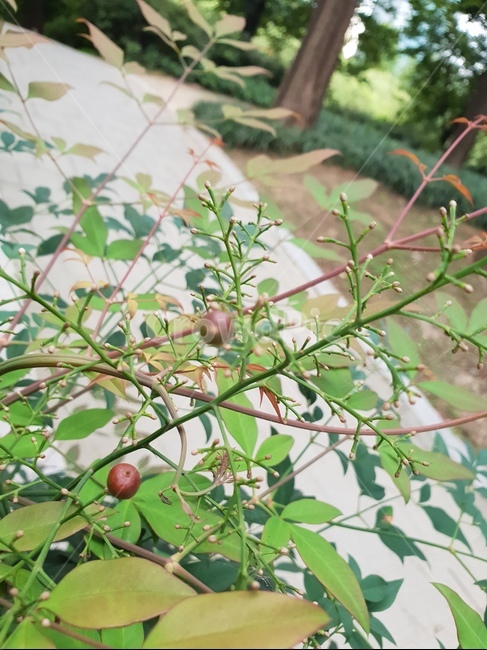숲,힐링,열매,식물,산책,식물,자연,plants,nature,과일,열매,fruit