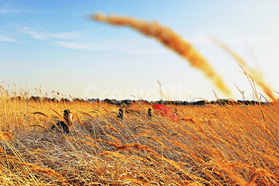 갈대,생태공원,빨강우산,갈대숲길,풍경,자연,배경,가을,계절,fall,autumn,season,ground,바닥