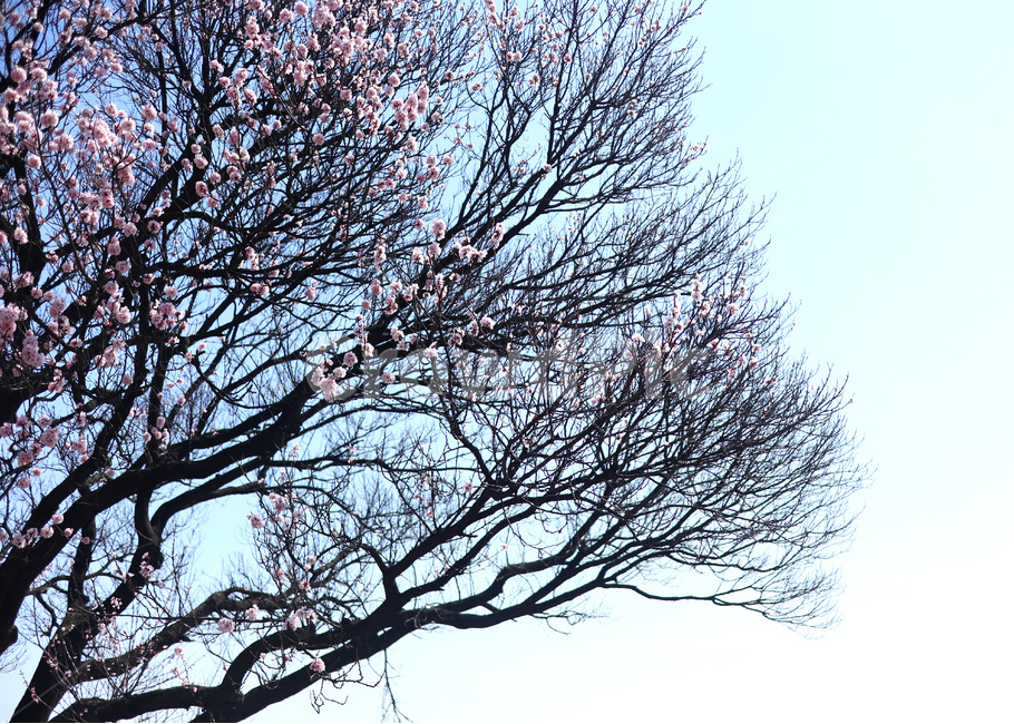 벚꽃,벚나무,봄,blossom,꽃