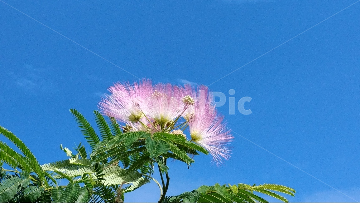 자귀나무,합환목,합환피,오리나무,쥐똥나무,albiziajulibrissin,식물,자연,plants,nature,꽃,flower