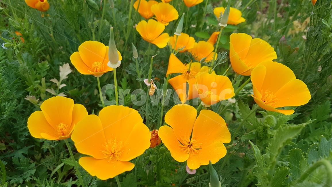 꽃,양귀비,노란꽃,봄,여름,화사한,금영화,캘리포니아양귀비,californianpoppy,flower,flowers,yellow,spring,summer,season