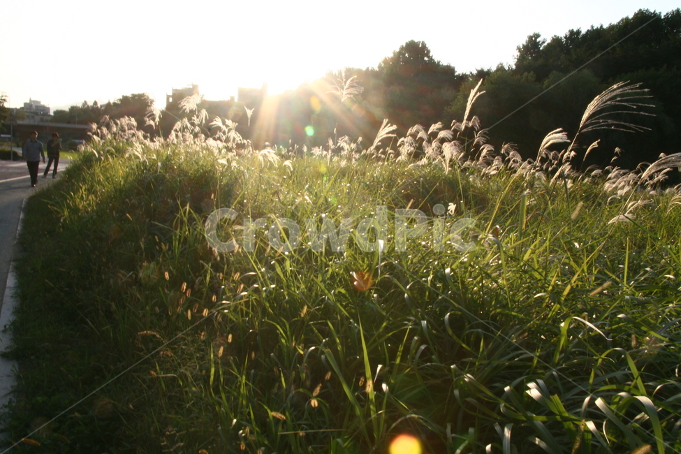 식물,플레어,풍경,빛,갈대,plant,flare,가을,계절,fall,autumn,season