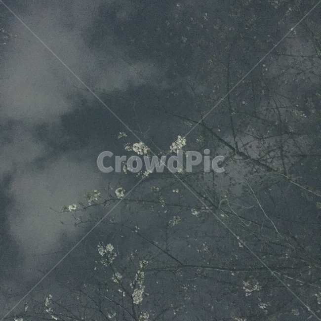 야경,벚꽃,봄,하늘,흐림,저녁,새벽,구름,봄,계절,spring,season,야경,밤,풍경,nightscape,night,landscape,식물,자연,plants,nature,나무,trees,wood,weather,날씨,outdoors,옥외