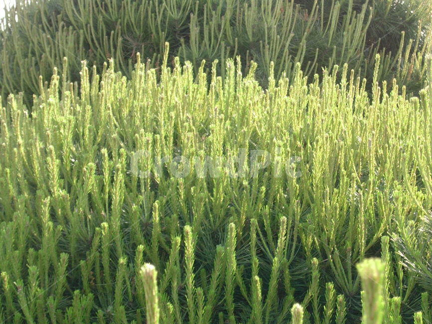 소나무,순,봄,새싹,군락,식물,자연,plants,nature