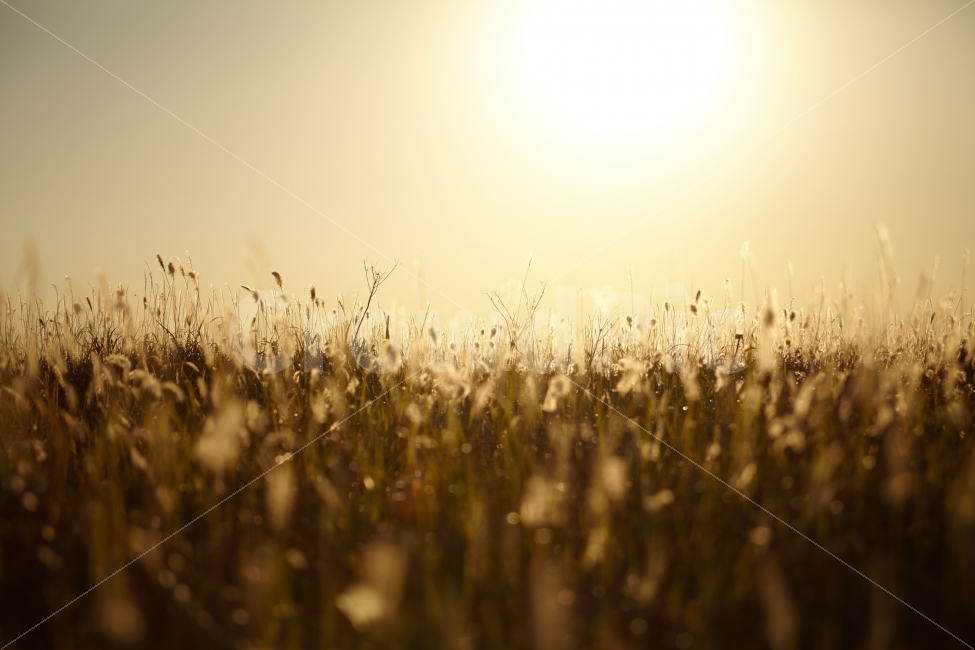 atmosphere,Susum,Ueumdo,flare,Atmosphere photo,backlight,photo,Photo,Hwaseong City,picture,Snail flower,Emotional photo,Field,sunlight,flower photo,light,Emotion,backlit photo,snapshot,photography,snap