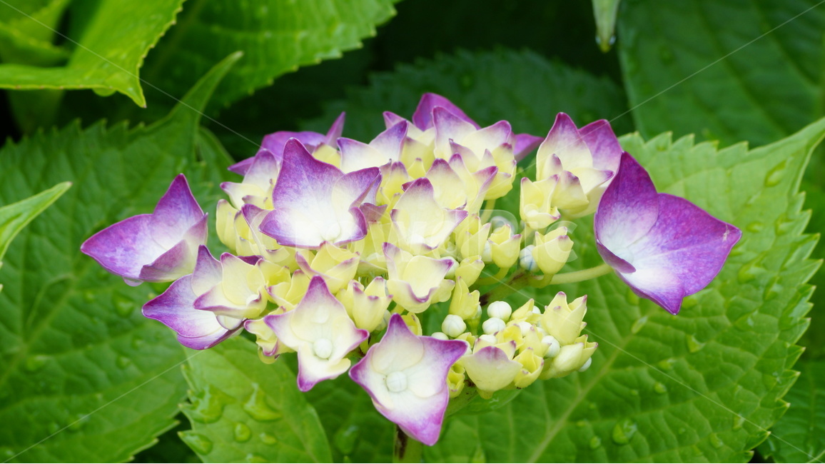 수국,꽃,꽃사진,식물,자연,식물,자연,plants,nature,꽃,flower