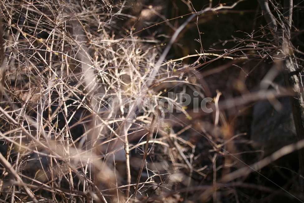나무,낙엽,풍경,숲,산,북한산,mountain,tree,forest