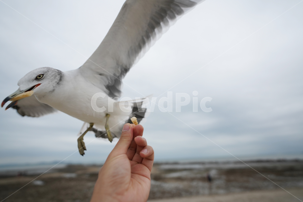 갈매기,commongull,bird,새,animal,human,동물,인간,person,사람,새우깡,제부도,동물,animal,조류,새,birds
