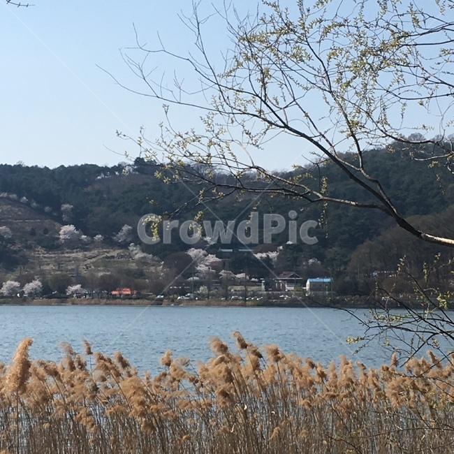 호수,갈대,lake,가을,강