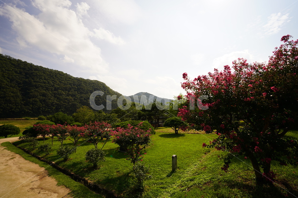 병산서원앞,경치,봄,나무,꽃,자연,풍경,nature,landscape