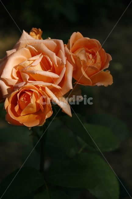 blossom,꽃,flower,rose,장미,plant,식물