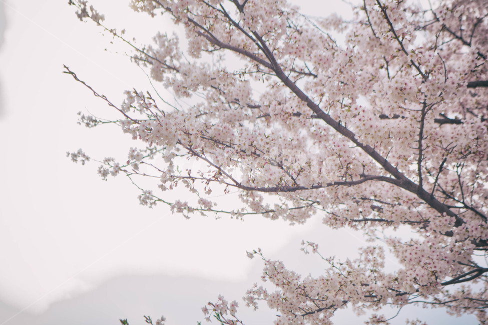 자연,풍경,벚꽃,봄꽃,식물,꽃,계절,season,봄,spring,cherryblossom,blossom,flowers,plant,나무,tree,봄,계절,spring,season,자연,풍경,nature,landscape,flower,cherry blossom