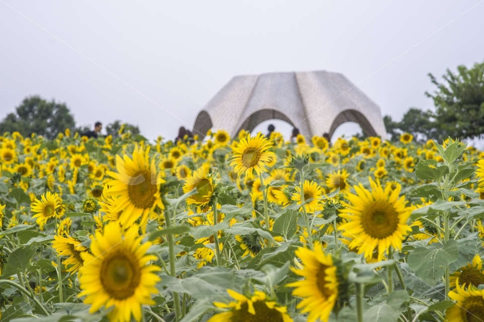 꽃,해바라기,여름,하늘공원,출사,여름,계절,summer,season,가을,fall,autumn,자연,풍경,nature,landscape,한국자연풍경,한국자연경관,korea nature landscape,식물,plants,꽃,flower,plant,blossom