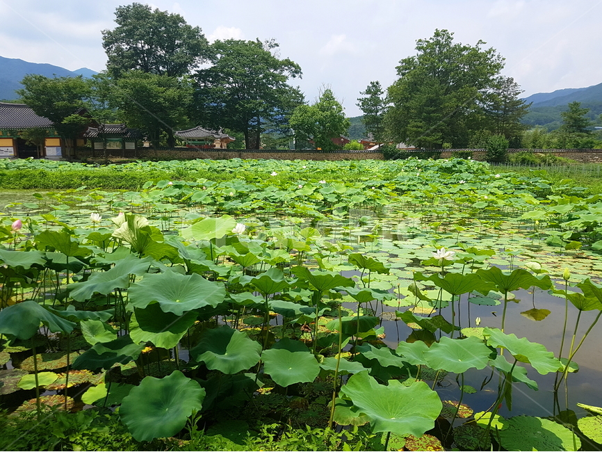 실상사,절,사찰,연밭,연꽃,자연,풍경,nature,landscape,한국자연풍경,한국자연경관,korea nature landscape,한국전통,한국문화,korean traditional,korean culture,outdoors,옥외,plant,식물