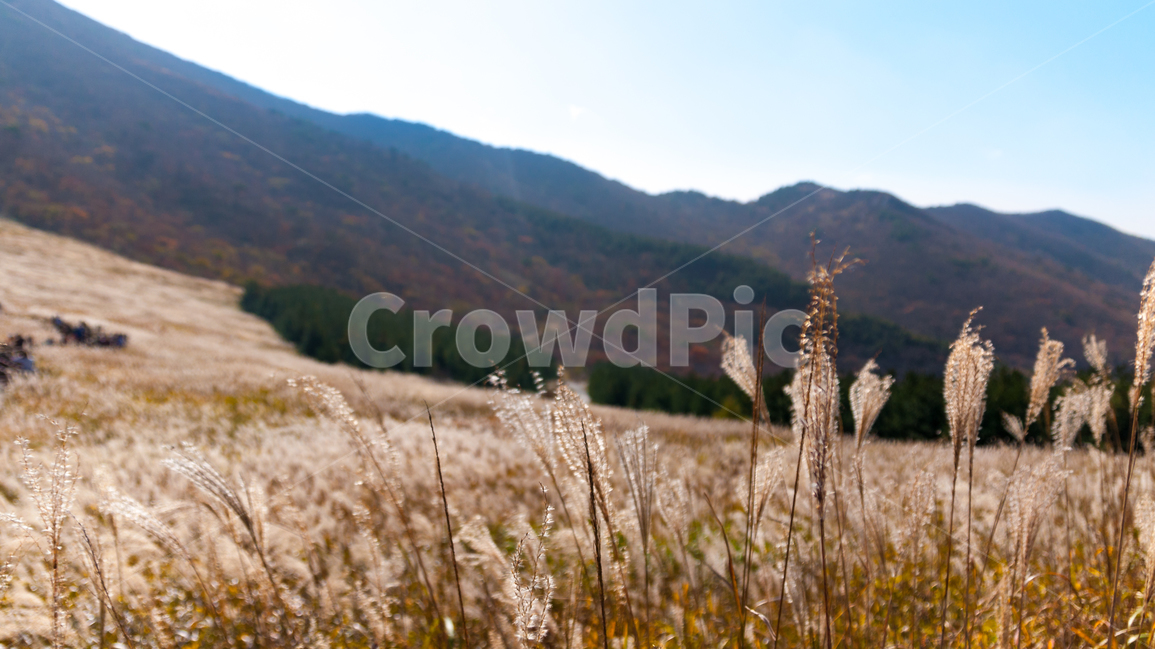자연,식물,가을,억새,갈대,plants,nature,울산,간월재,가을,계절,fall,autumn,season,자연,풍경,nature,landscape,plant,grass,잔디,lawn