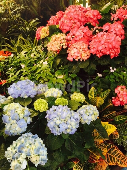 꽃,빨강,파랑,나무,잎사귀,식물,자연,plants,nature,꽃,flower