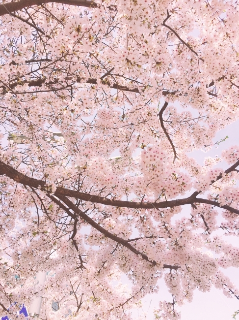 봄,벚꽃,하늘,분홍색,나뭇가지,꽃,가지,분홍하늘,cherryblossom,벚꽃나무,봄,계절,spring,season,식물,자연,plants,nature,꽃,flower,plant